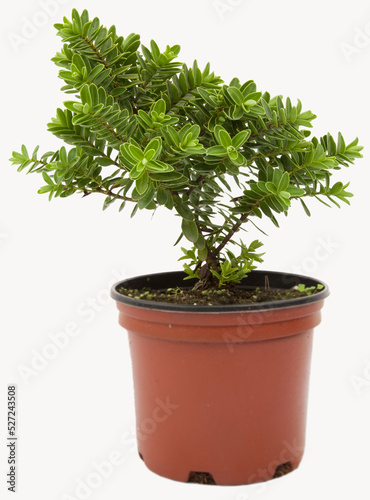 Hebe plant in tile-colored flowerpot on isolated white background, selective focus shot.