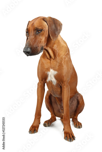 Rhodesian ridgeback isolated  