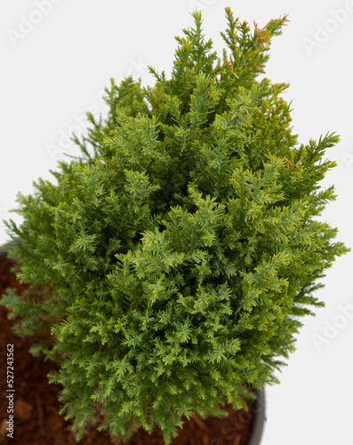 Conifer pisifera plant on isolated white background, selective focus shot. photo
