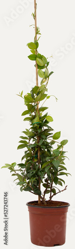 Rhyncospermum jasminades plant in tile-colored flowerpot on isolated white background, selective focus shot.