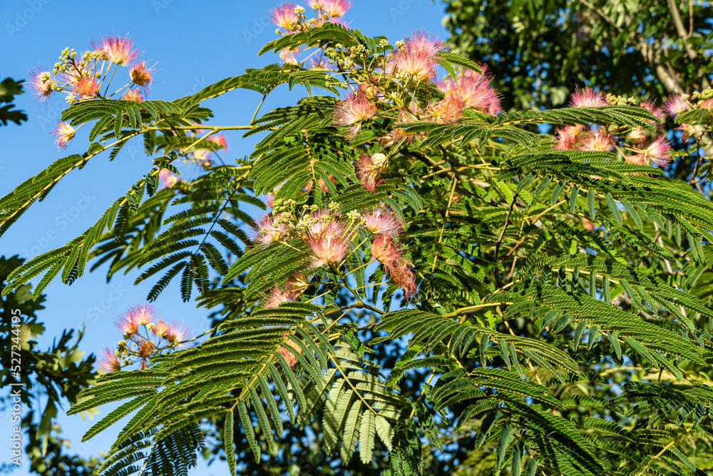 Japanese acacia or pink silk tree of Fabaceae family.Pink fluffy
