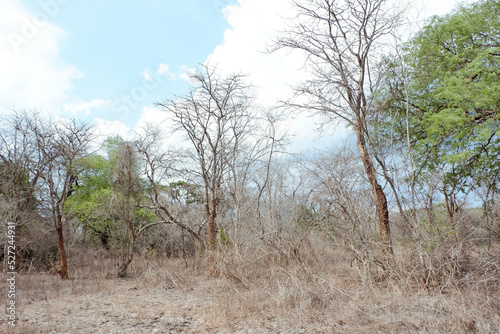 A very aesthetic view of dry trees in Baluran National Park  East Java  Indonesia