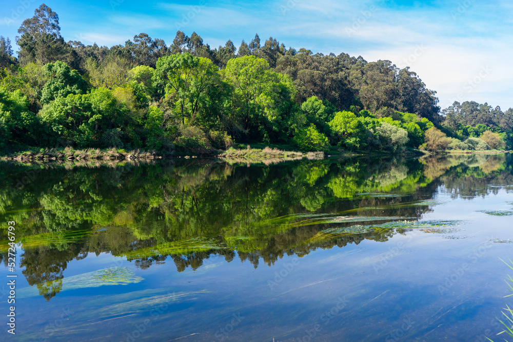 trees reflected in the river