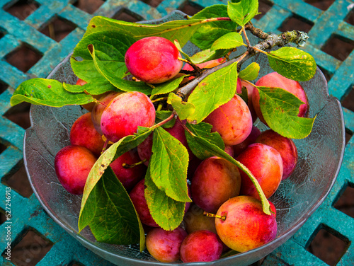 Ripening plums in my Garden in Burnley Lancashire
 photo