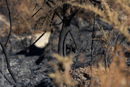 burned trees after forest fire photo