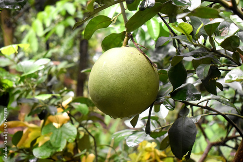 Close-up of Pomelo fruit hanging from a tree branch on green leaves nature blurred background. Organic fruits garden in spring season in Thailand.