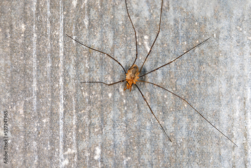 Long legged spider on a gray stone background.