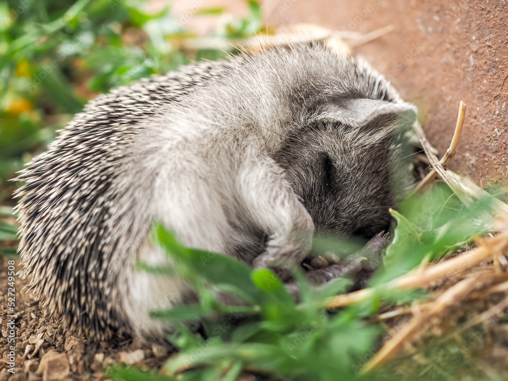Small eared hedgehog Hemiechinus auritus sleeps on the ground, curled up in a ball. Selective focus. Small eared hedgehog Hemiechinus auritus sleeps on the ground, curled up in a ball. Selective focus.
