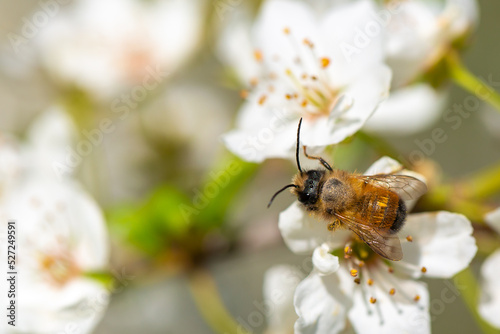 Bee on a flower of the white cherry blossoms. White flowers bloom in the trees. Spring landscape with blooming sakura tree. Beautiful blooming garden on a sunny day. Copy space for text. © Vera