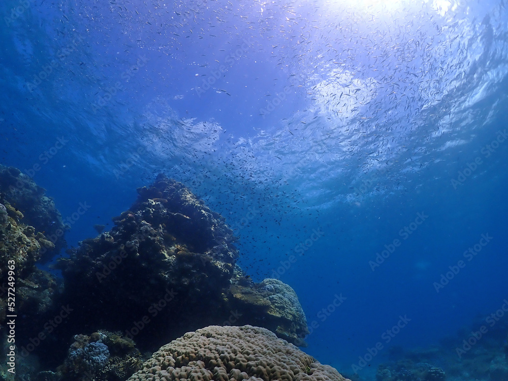 Fototapeta premium 珊瑚礁が広がる静寂な海底・沖縄石垣島