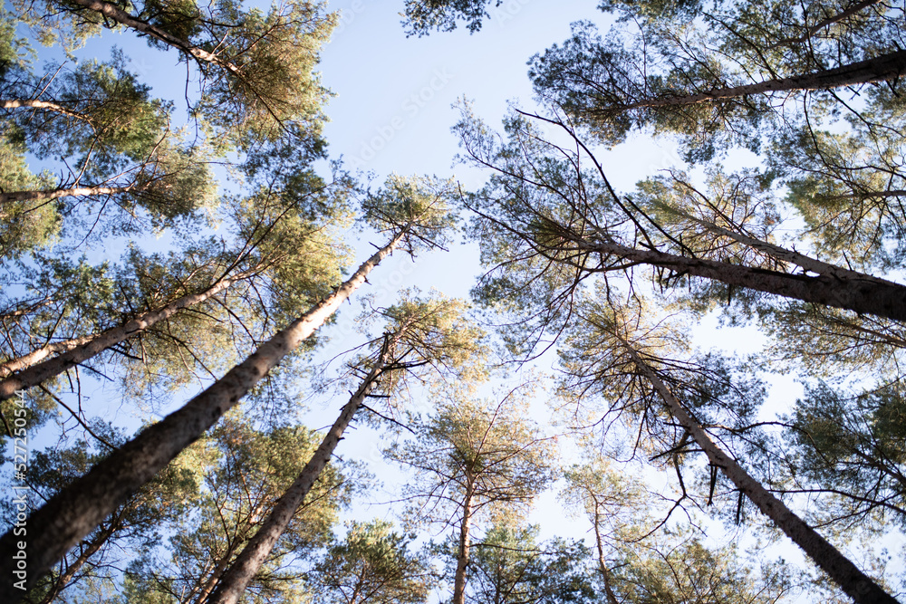 Fototapeta premium Wald