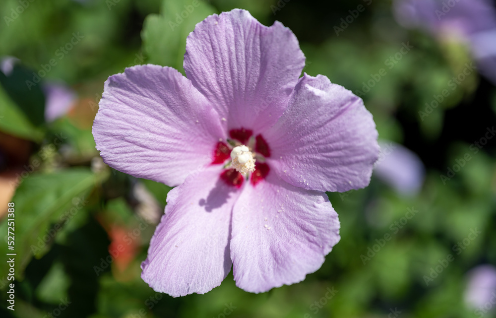 Chinese hibiscus, china rose, shoeblack plant or rose mallow.