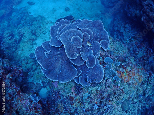大きなリュウキュウキッカサンゴ・石垣島海底