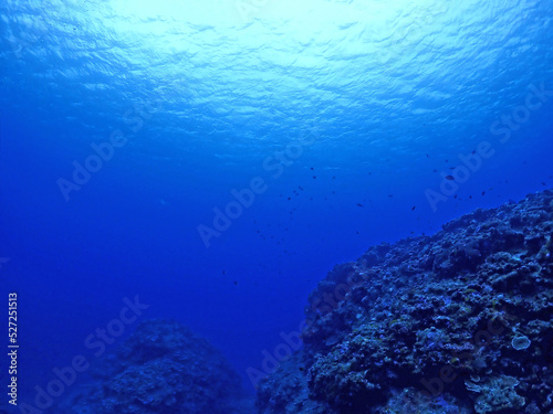 広がるサンゴの海底・石垣島海底
