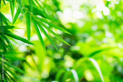 Abstract blurred green nature bamboo leaf on sunlight, natural greenery leaf using as background or fresh wallpaper concept