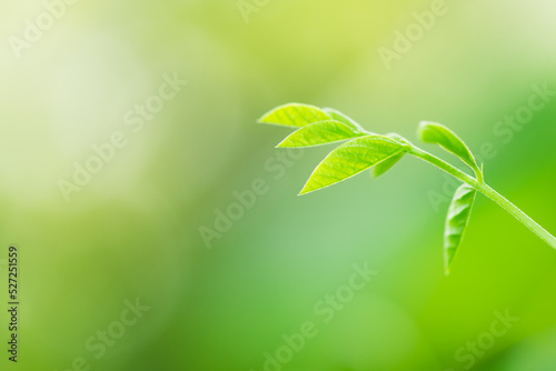 Closeup young fresh leaf  natural greenery plants using as fresh ecology background concept