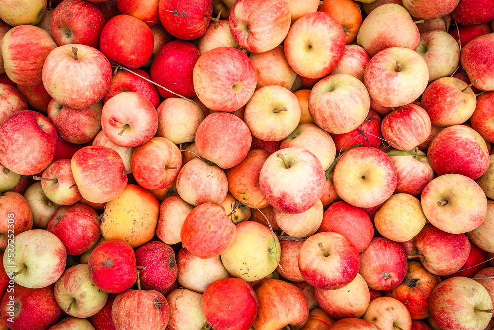 fresh red large apples in bulk harvesting close-up fresh red large apples in bulk harvesting close-up