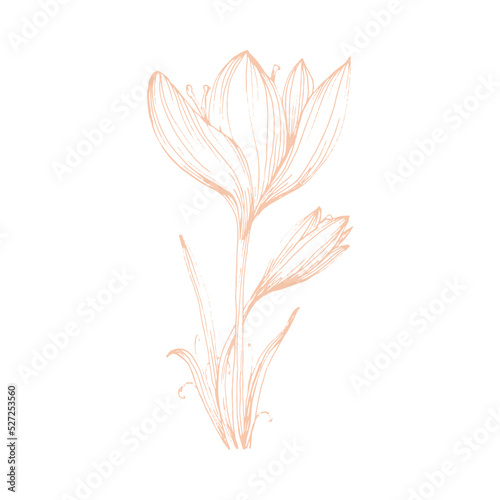 Sketch Flower Line art Hand Drawn Illustration. 