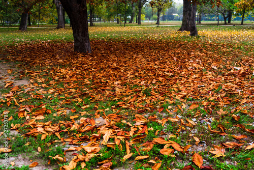 Autumn scenery with alley of fall leaves