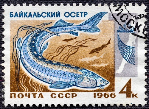 USSR - CIRCA 1966: A stamp printed in USSR Russia shows Sturgeon with the inscription Baikal Sturgeon Acipenser baeri baicalensis from the series Commercial fish of Lake Baikal . photo