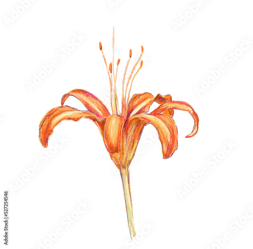 Close up isolated orange daylily side view in digital pastel painting illustration art photo