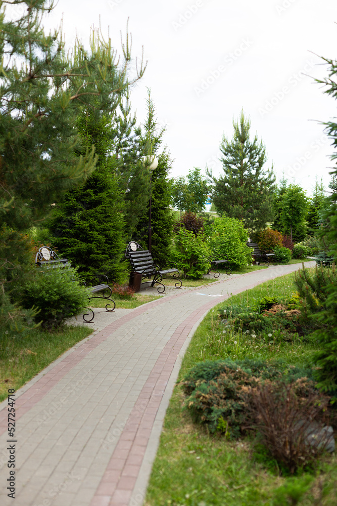 Fototapeta premium A path in a green forest. Path in forest. Green forest path landscape
