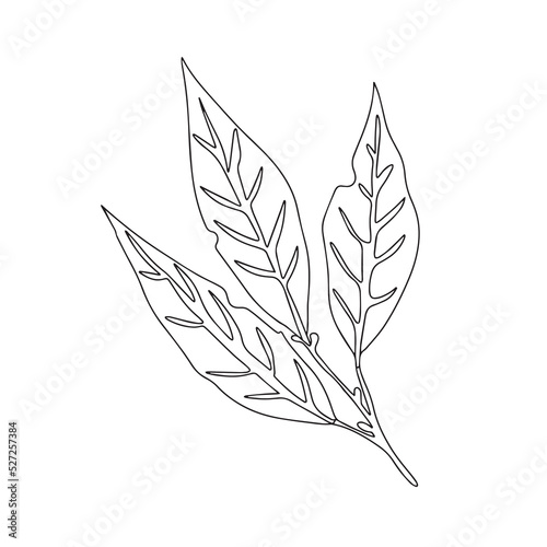 Vector illustration of bay leaf. White background