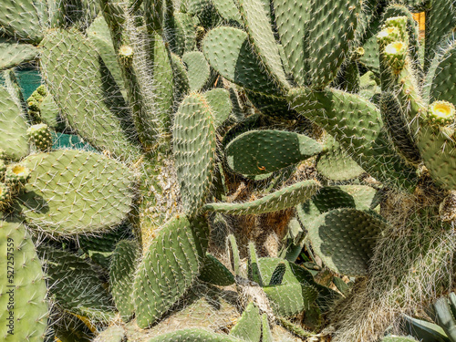 Aaron's-beard prickly-pear. Opuntia leucotricha cactus photo
