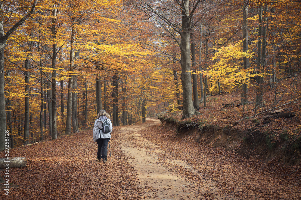 Woman Walking in a Beech Forest in Autumn