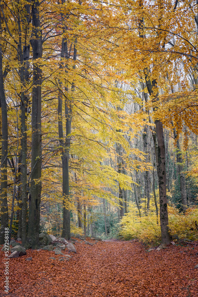 Fototapeta premium Beech Forest in Montseny Natural Park, Catalonia