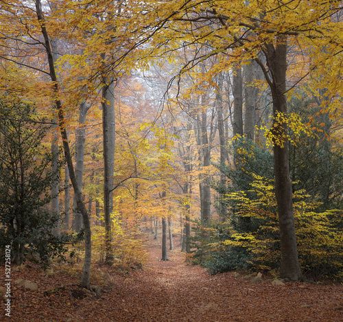 Beech Forest in Montseny Natural Park  Catalonia