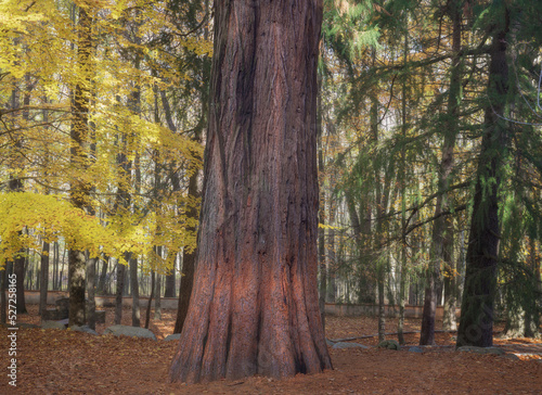 Sequoia in Montseny Natural Park, Catalonia