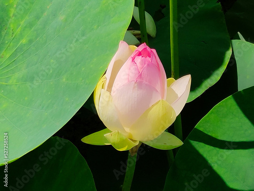 Lotuses in the lake. Lotuses in the Krasnodar Territory.