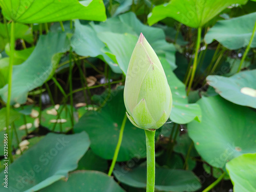 Lotuses in the lake. Lotuses in the Krasnodar Territory.