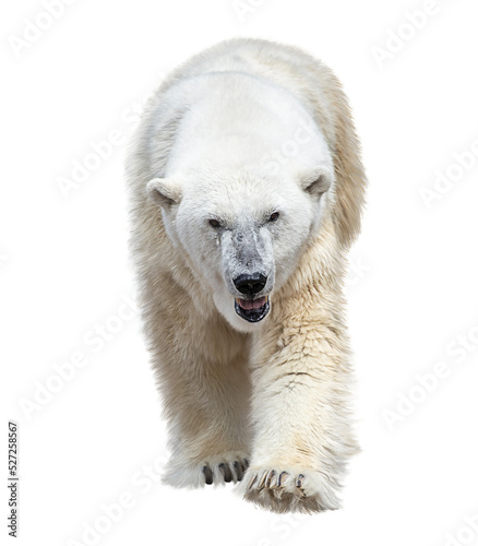 Fotografiet Large Polar Bear Isolated on White Background
