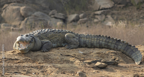 Crocodile on a rock; Crocodile resting on a rock; crocodile on the ground; Crocodile basking in the sun; crocodiles resting; mugger crocodile from Sri Lanka 