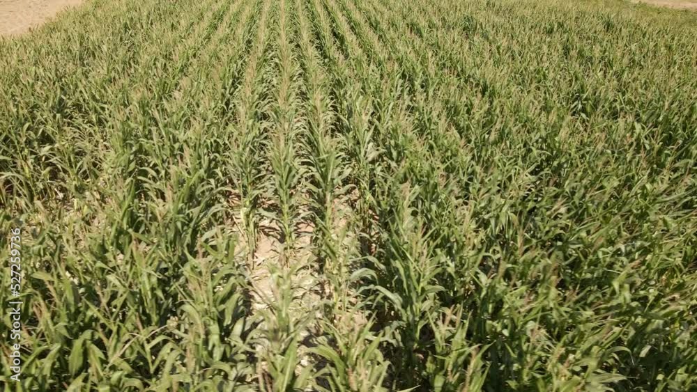 Corn plants on a plantation waving in the warm summer wind on a sunny afternoon. Aerial sliding shot Corn plants on a plantation waving in the warm summer wind on a sunny afternoon. Aerial sliding shot