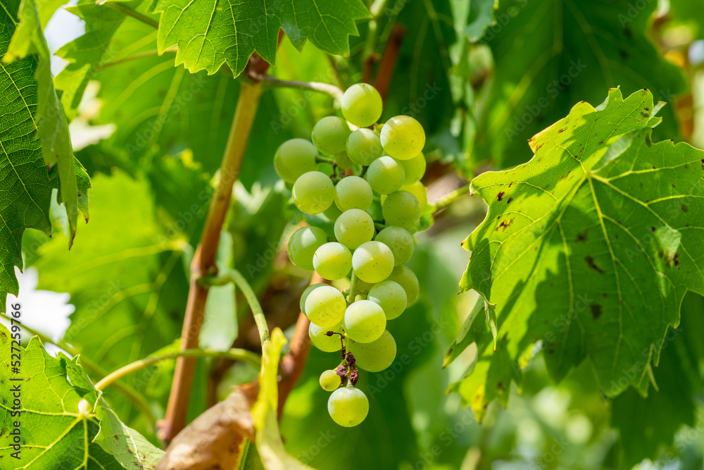 Gelber Wein vor der Ernte im Herbst Gelber Wein vor der Ernte im Herbst