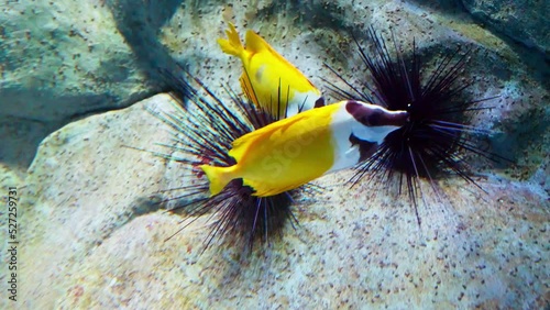 Beautiful black-face rabbitfish in a large aquarium for species preservation. photo