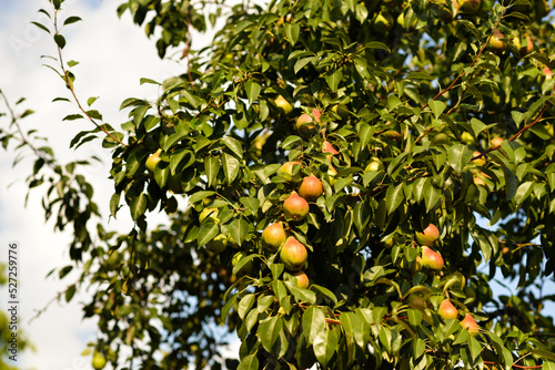 Big tree with pears, harvest concept