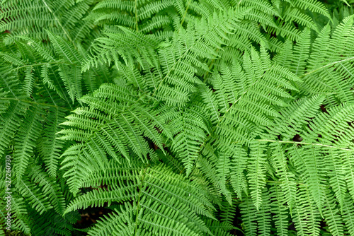Green growing fern leaves in forest