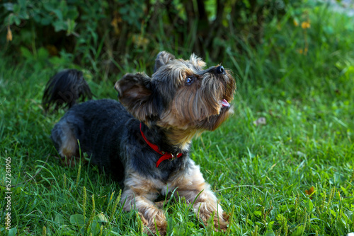 Yorkshire Terrier on a walk.