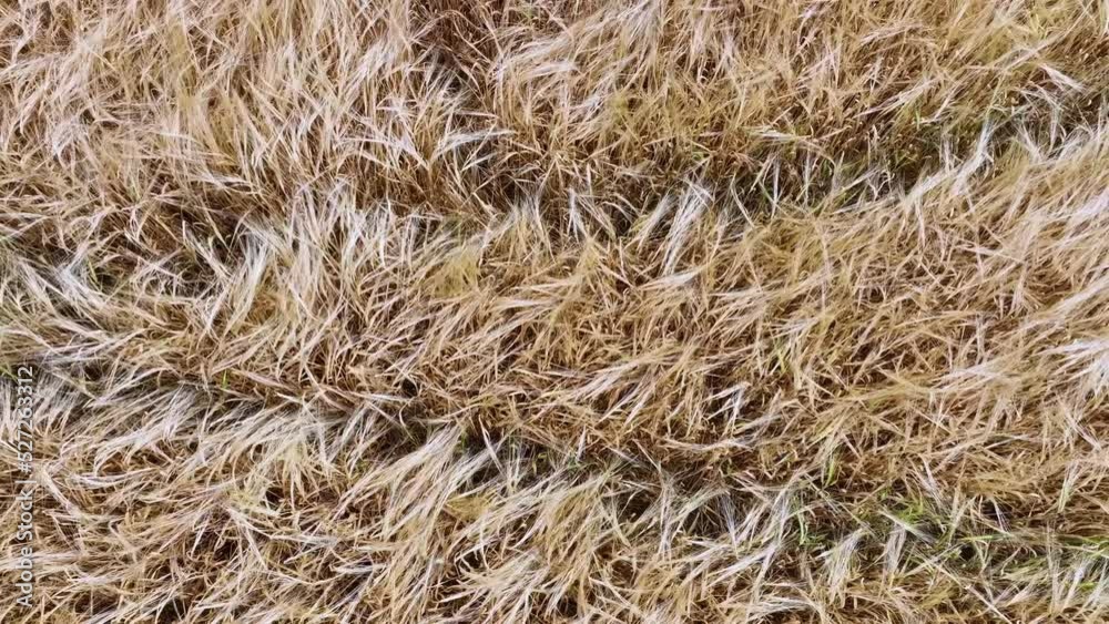 Aerial view from a drone of barley fields in the surroundings of Jaca. Jaca Municipality. The Jacetania. Huesca, Aragon, Spain, Europe Aerial view from a drone of barley fields in the surroundings of Jaca. Jaca Municipality. The Jacetania. Huesca, Aragon, Spain, Europe