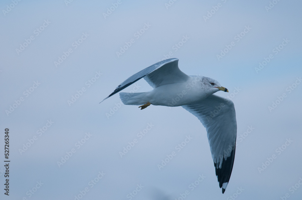 Obraz premium seagull in the sky