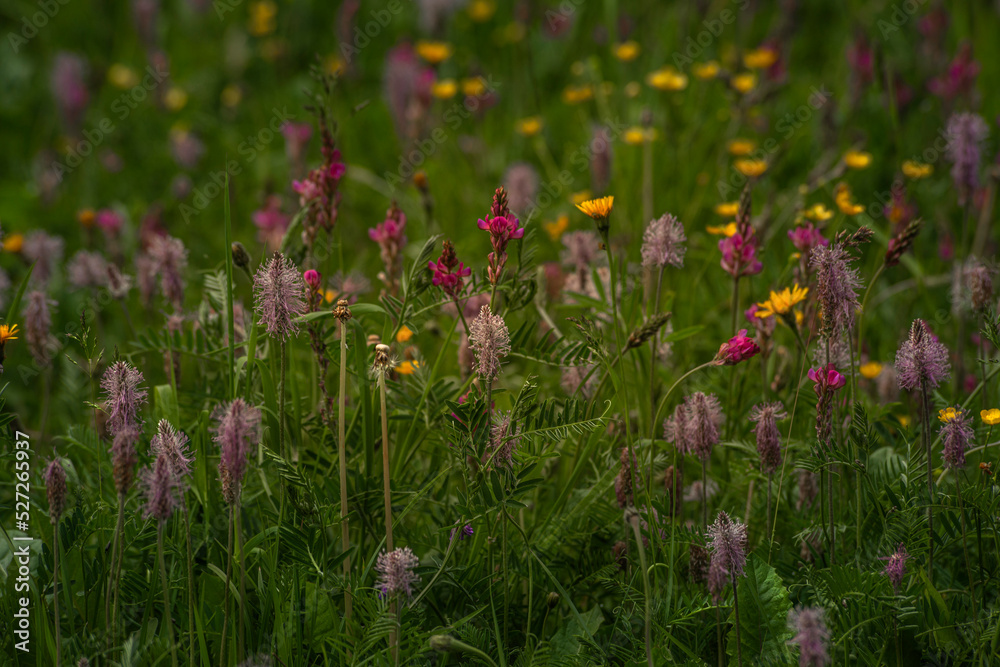 Alpine flowers in Rhemes Notre Dame Valley, Aosta Valley Italy Alpine flowers in Rhemes Notre Dame Valley, Aosta Valley Italy