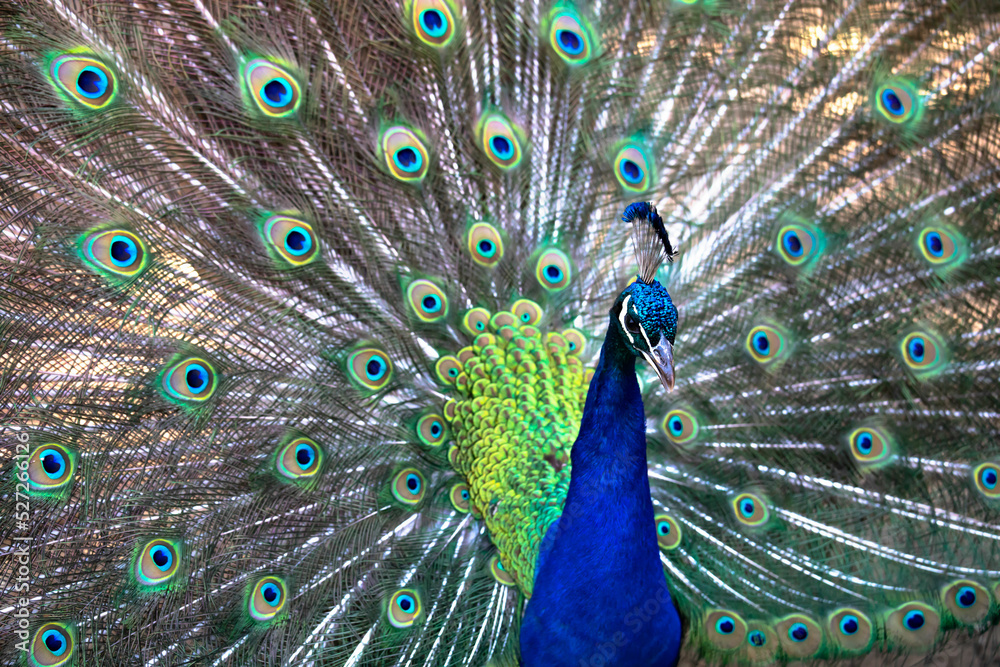 Fototapeta premium close-up portrait of a peacock with open tail