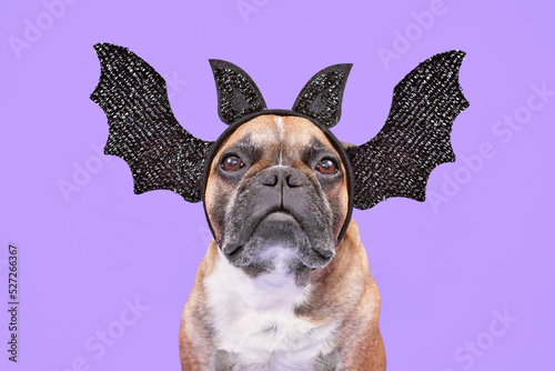 Fotografie French Bulldog dog wearing Halloween bat headband with wings and ears on purple