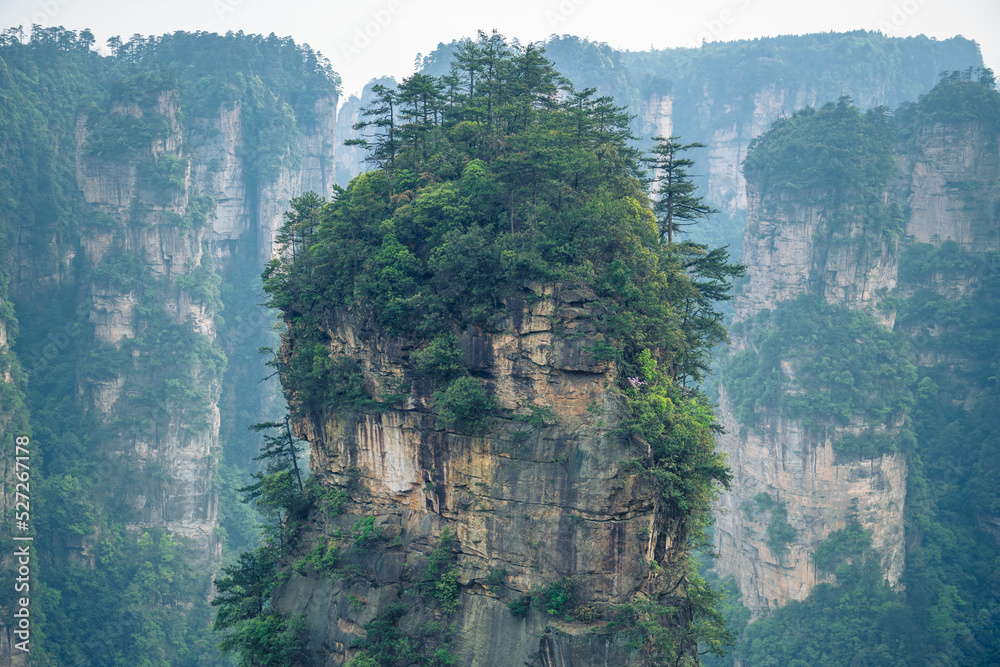 Close up on the pine trees forest on the top of Avatar Halellujah Mountain in Wulingyuan National forest park, Zhangjiajie, Hunan, China, horizontal image with copy space for text