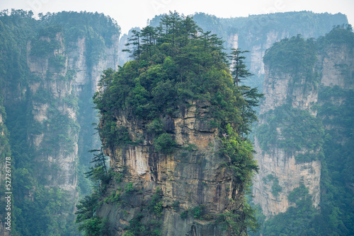 Close up on the pine trees forest on the top of Avatar Halellujah Mountain in Wulingyuan National forest park  Zhangjiajie  Hunan  China  horizontal image with copy space for text