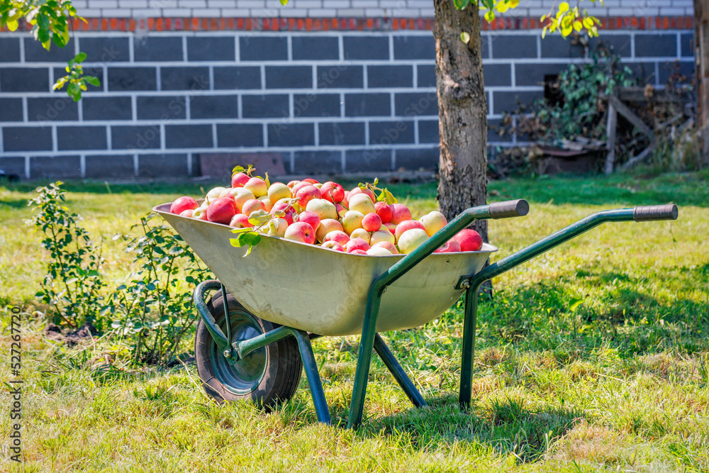 Ripe juicy apples on a garden wheelbarrow after harvest against the backdrop of green grass, sunlight and a house wall in blur.